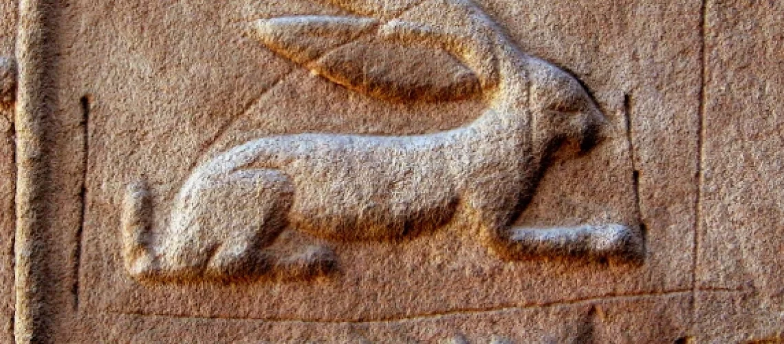 egyptian rabbit