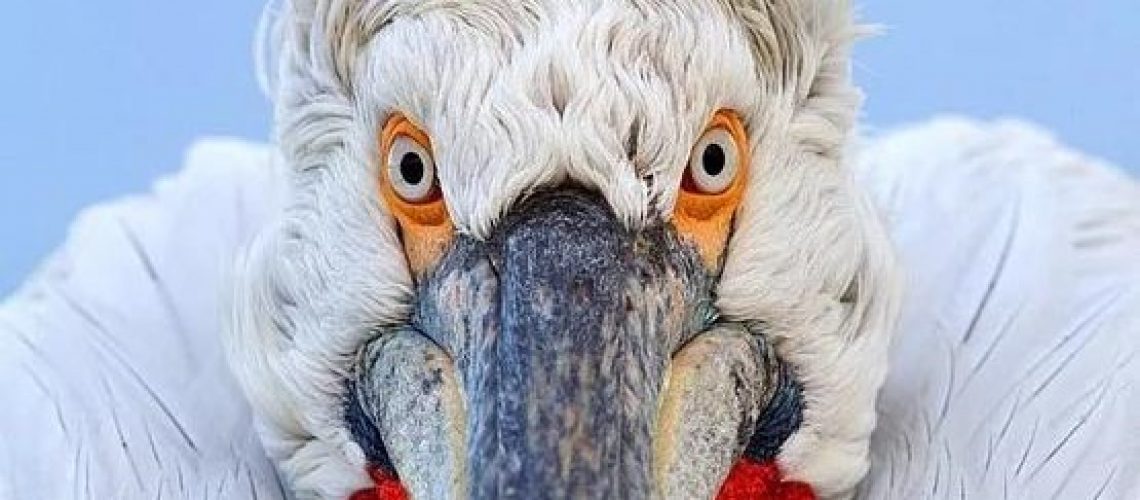 pelican face